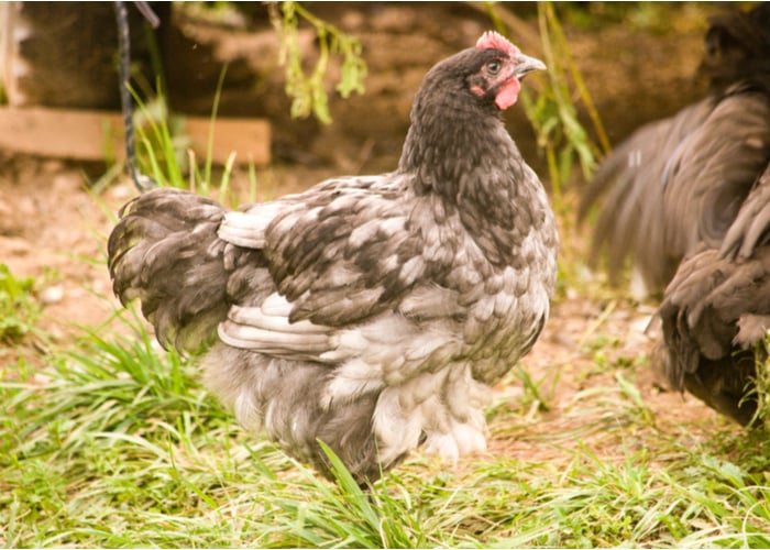 Blue Orpington Chicken Breed History and Background