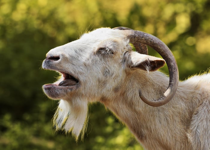 Why You Need Boredom Busters for Your Goats