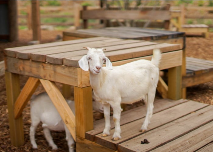 Goat's climbing station