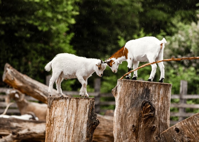 Goats headbutting