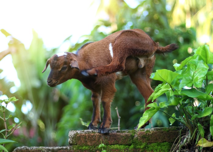 Boredom buster for goats- scratching posts