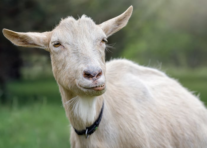 Understanding goat bloating