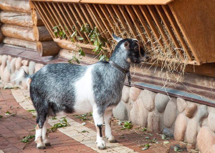 Boredom buster for goats- hay feeder