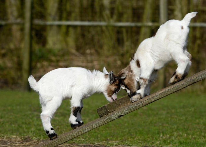 Boredom buster for goats- seesaw