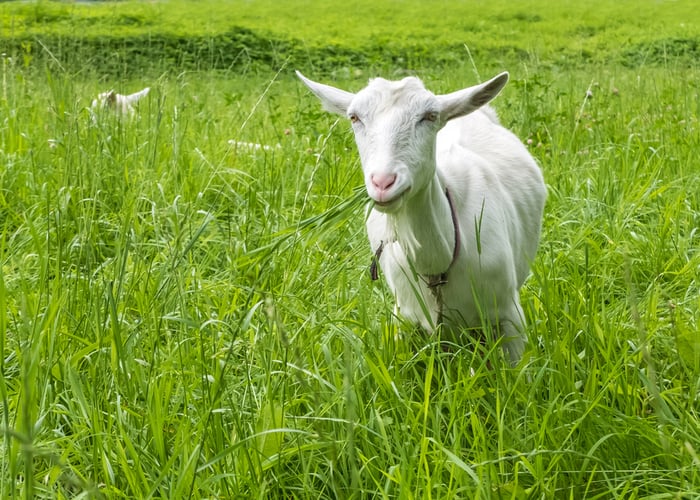 Frothy Goat Bloat