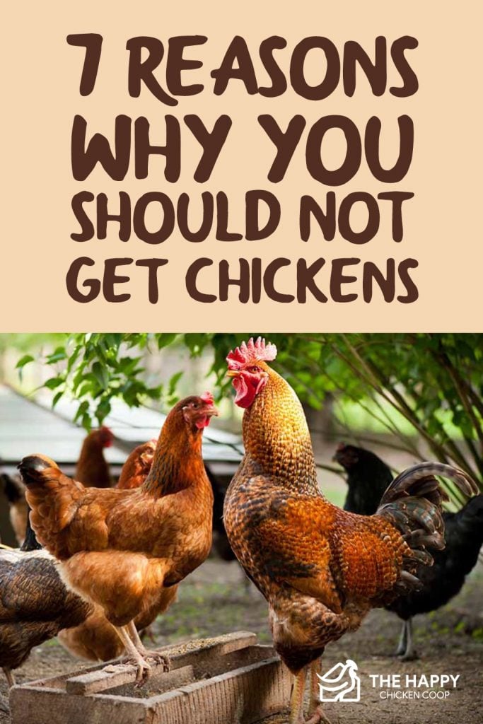 You Should Not Get Chickens