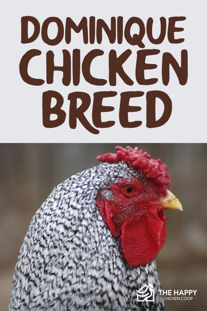 Dominique Chicken Breed