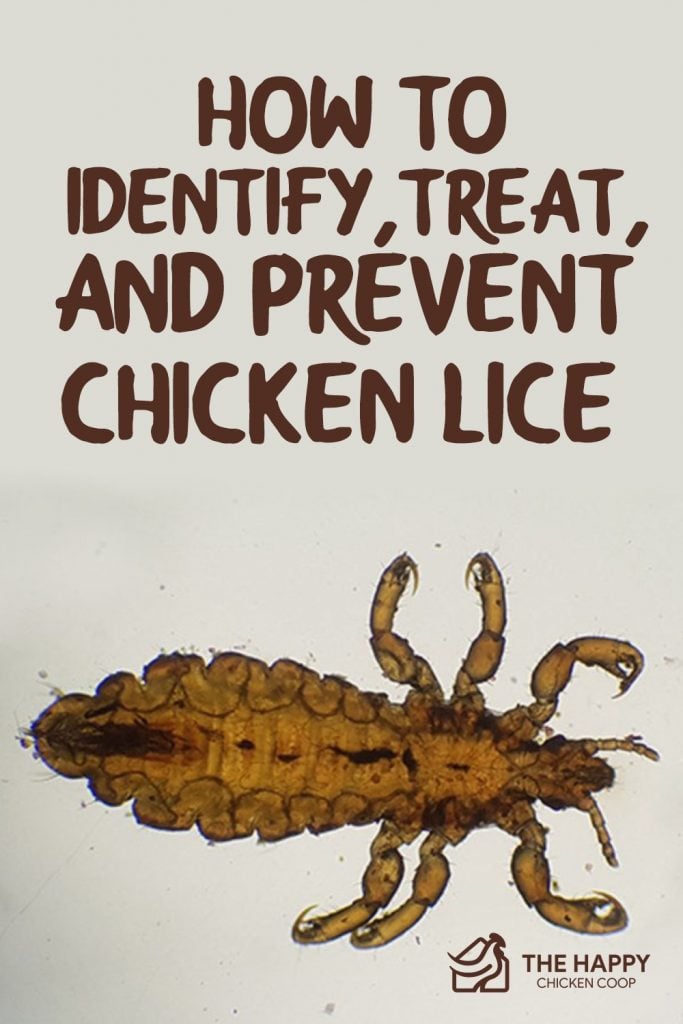 Chicken Lice