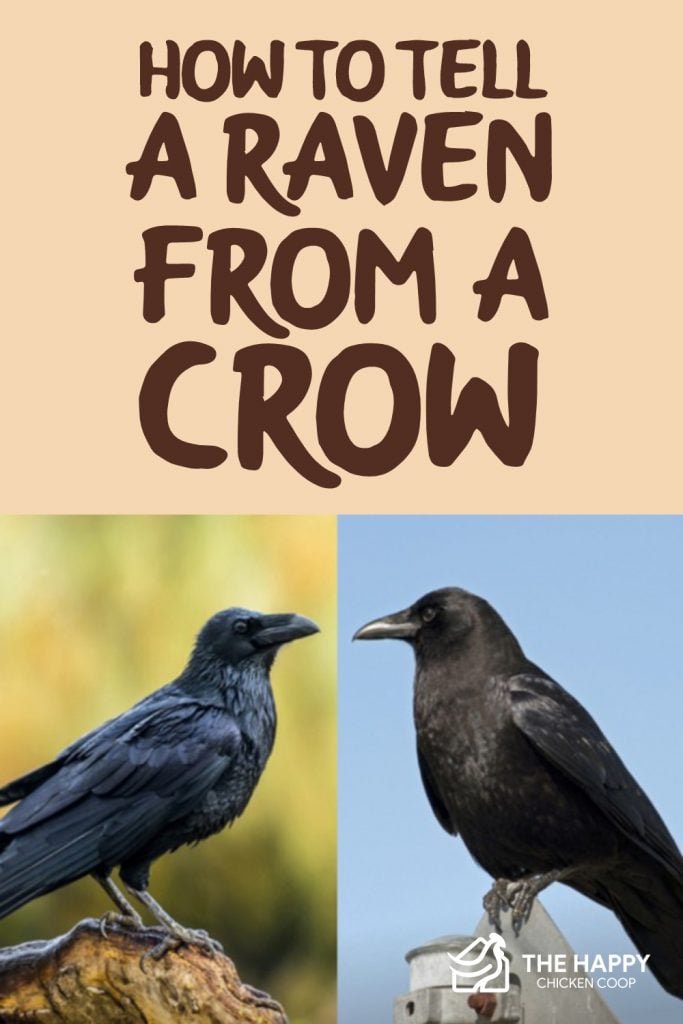 Tell a Raven From a Crow