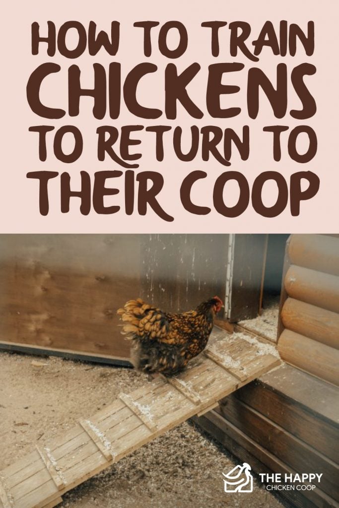 Train Chickens to Return to Their Coop