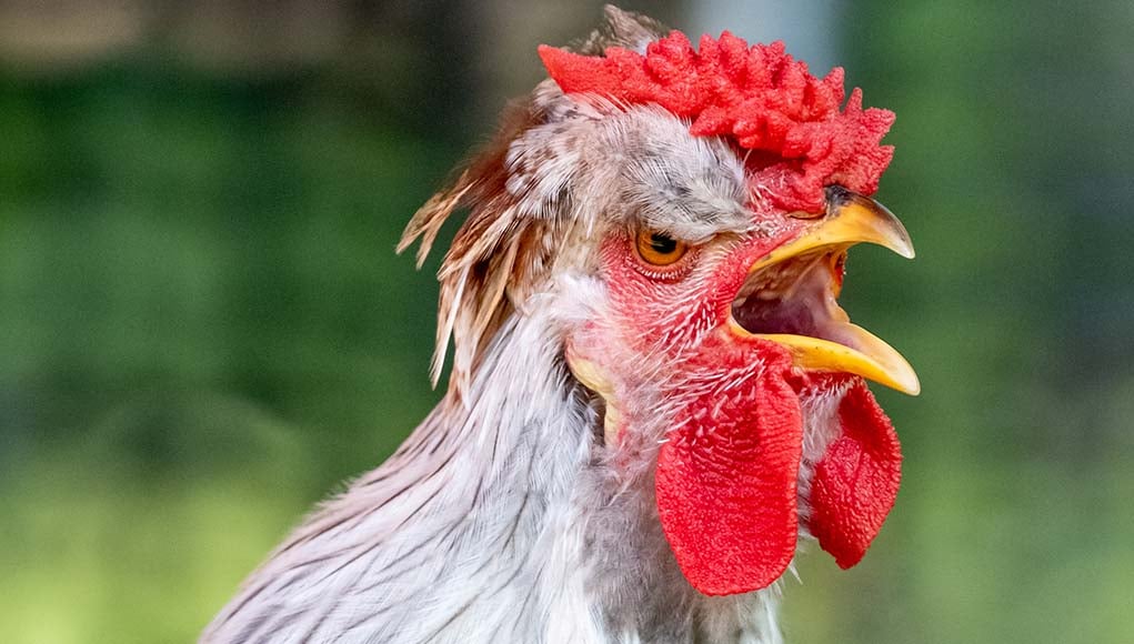 Icelandic Chickens