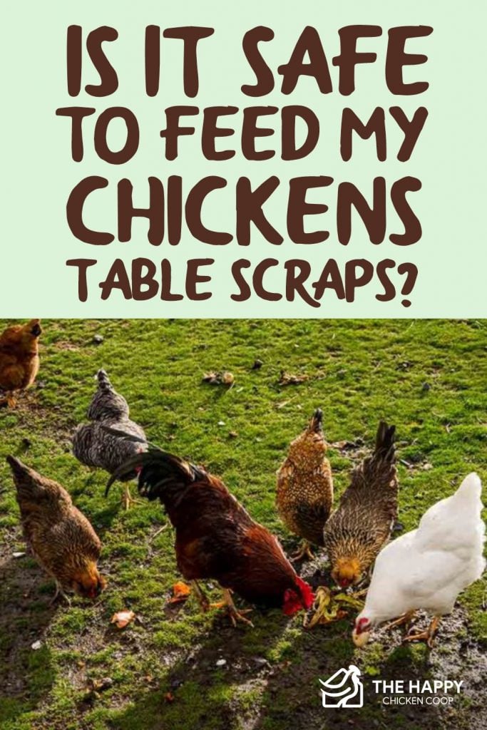 Feed My Chickens Table Scraps