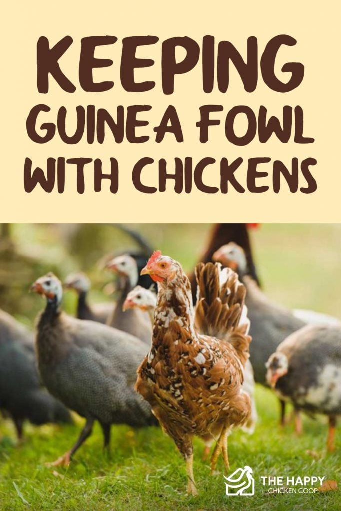 Keeping Guinea Fowl 