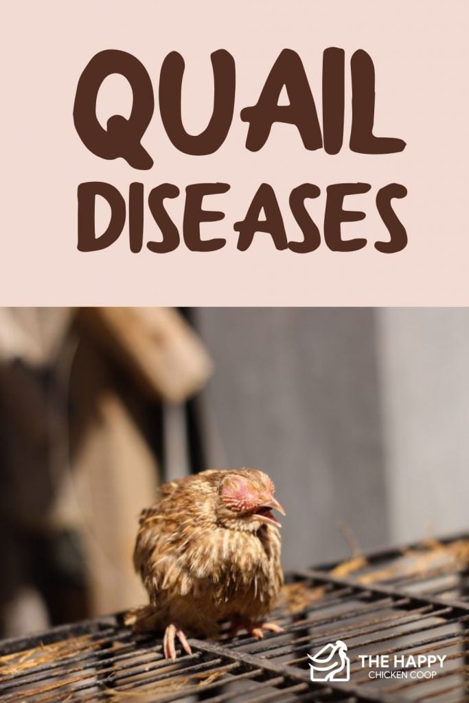 Quail Diseases