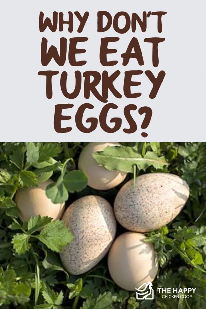 Eat Turkey Eggs