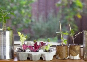 how to grow your own food