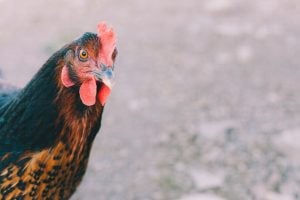 Black Star Chicken Breed