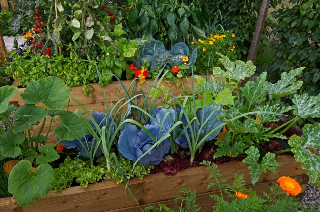 kale in raised bed