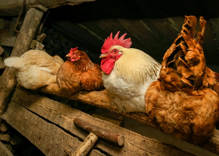 Are Chickens Blind At Night?