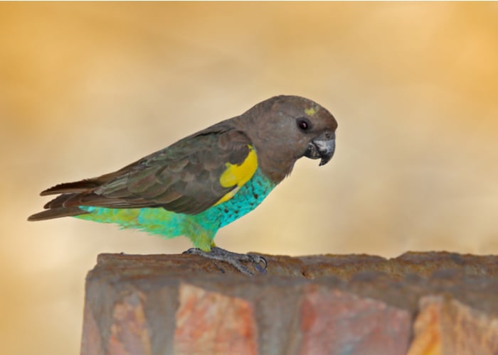 Meyer's Parrot