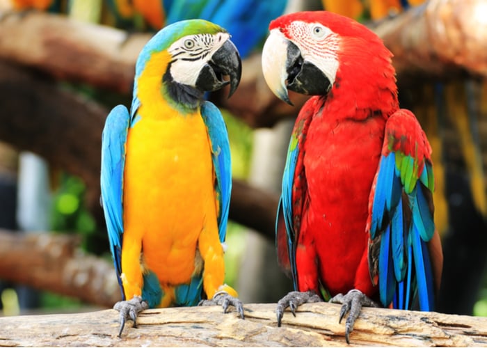 Macaw Parrots - Top Parrot Species