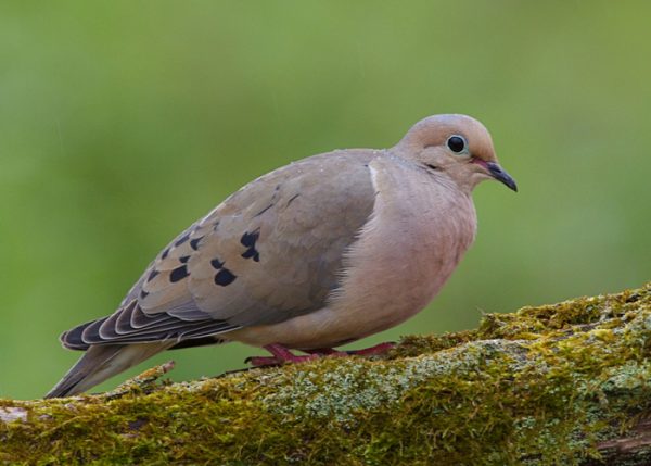 11 Most Common Types of Backyard Birds You Should Know About