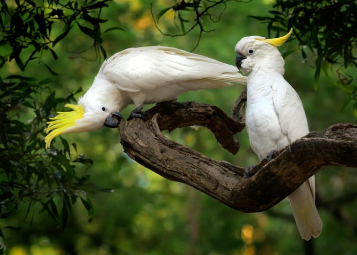 Top Parrot Species in terms of intelligence- Cockatoos