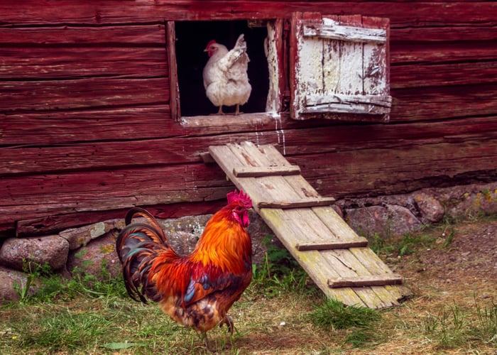 How to Help Your Chicken Get Back To Their Coop