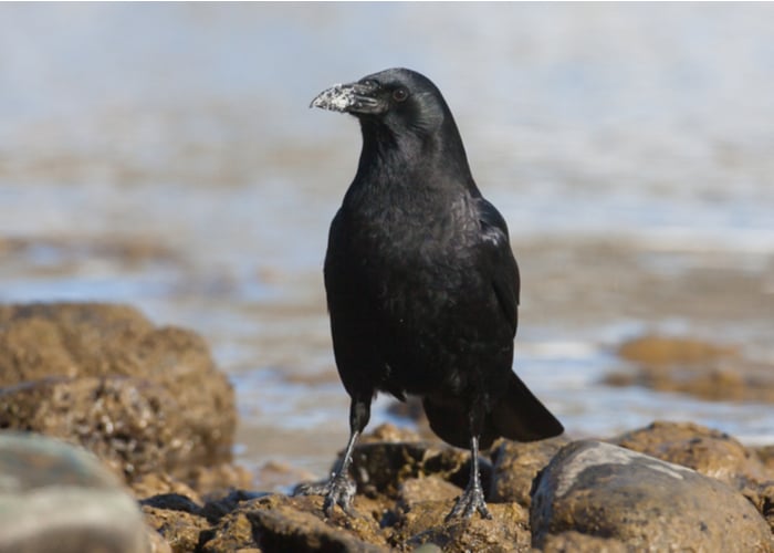 Intelligent American Crow