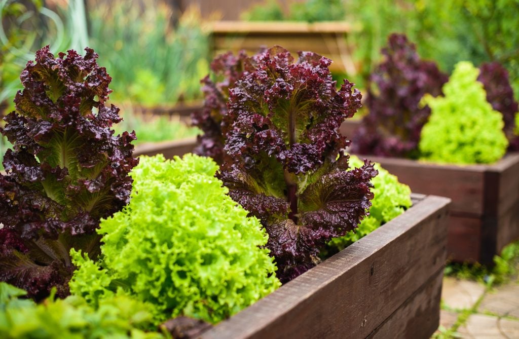 lettuce raised beds