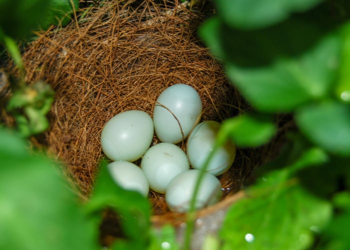 House finch nest with pale blue eggs