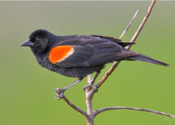 11 Most Common Types of Backyard Birds You Should Know About