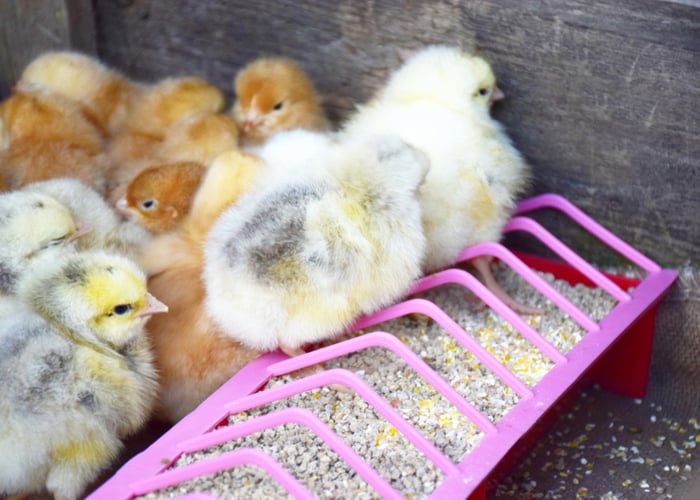 Types of Baby Chick Feeders