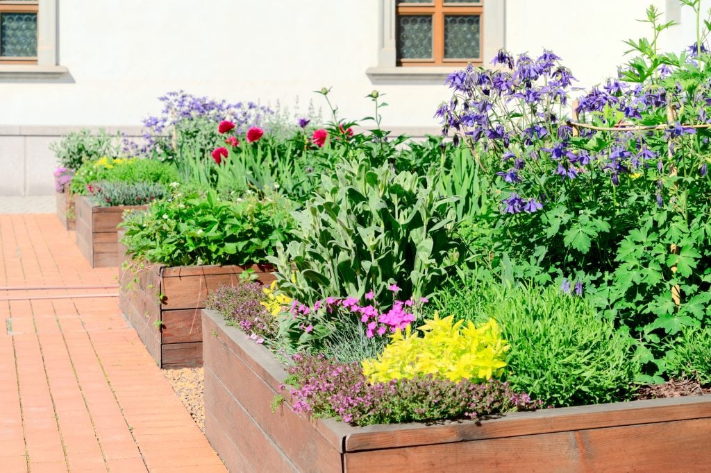 flowers raised beds