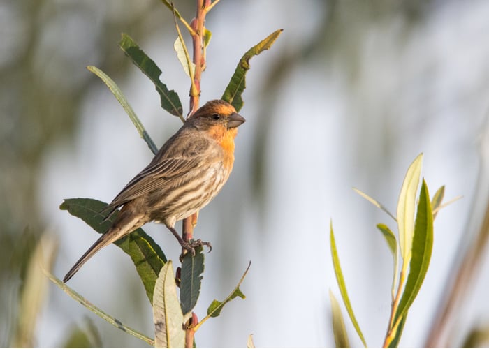 Yellow finch perching 