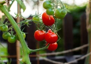 grow your own food
