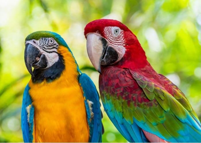 Top Parrot Species in terms of intelligence- Macaws
