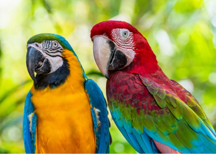 13 Types of Parrots You Can Have As Companions [+ Care Tips]