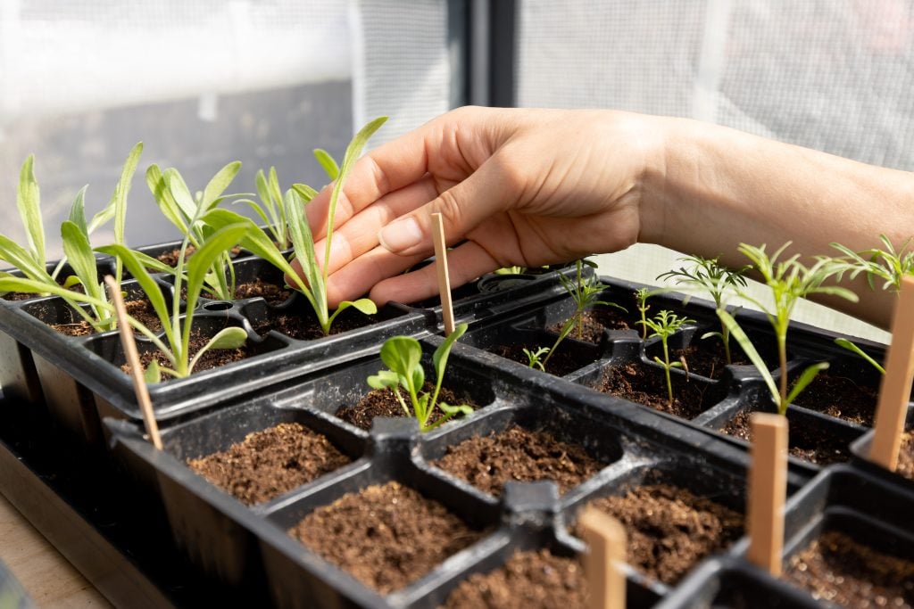 seed starting