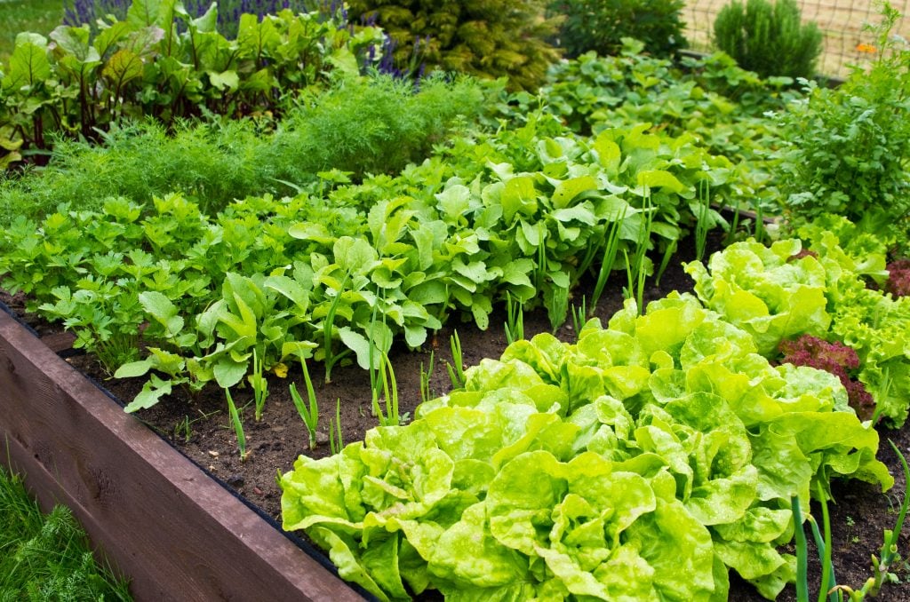 lettuce raised bed
