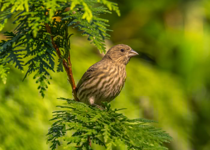 A beautiful house finch