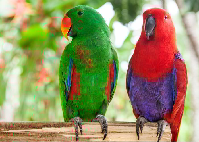 Eclectus parrots- Top Parrot Species in Terms of Size