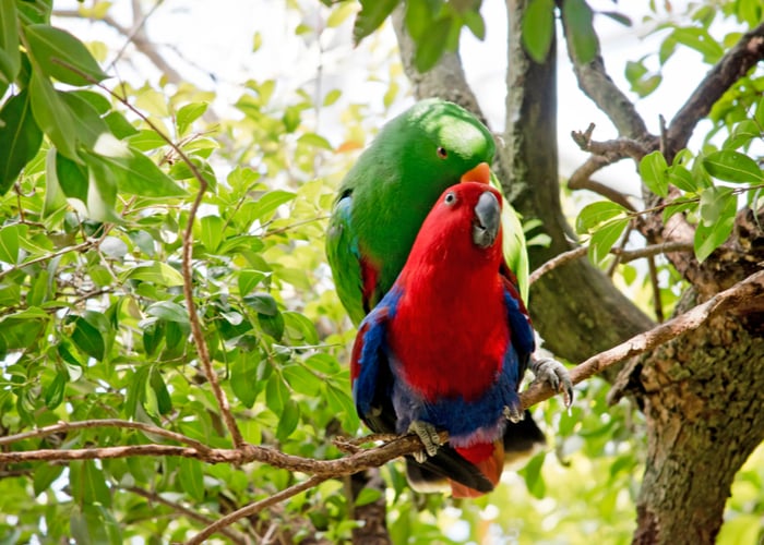 Eclectus Parrot Species