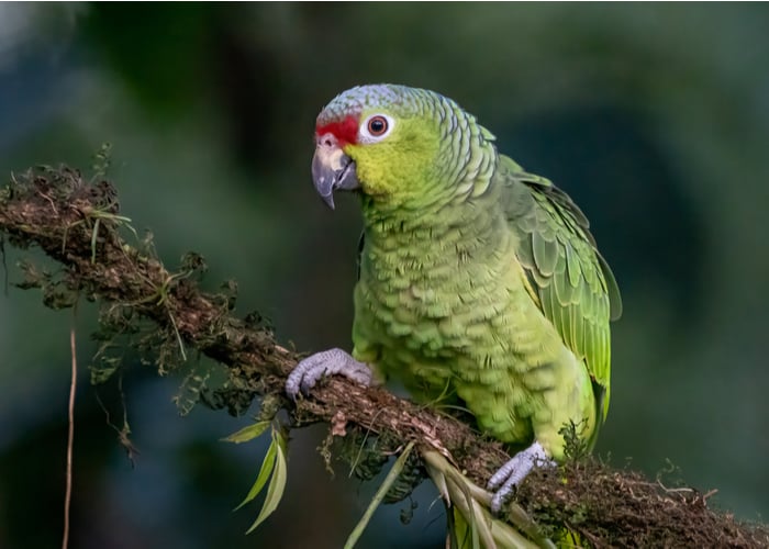 Top Parrot Species in terms of intelligence- Amazon parrots