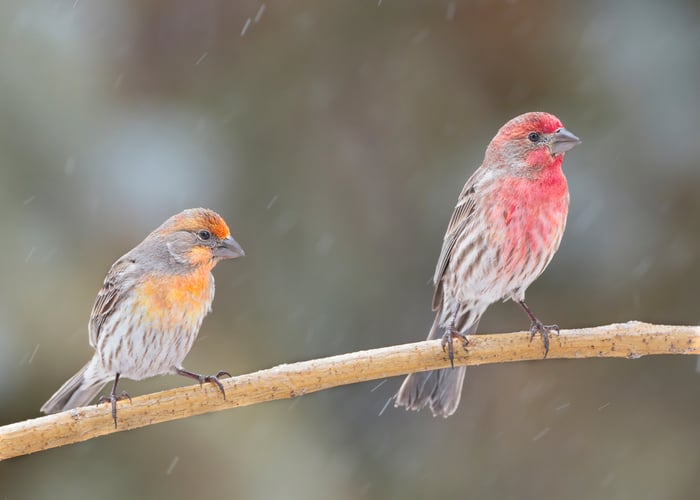 Scientific Facts About Finches' Color