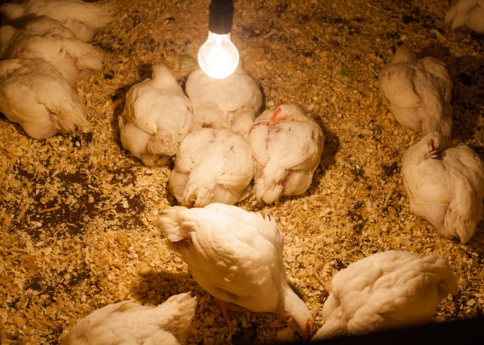 Lighting for chickens