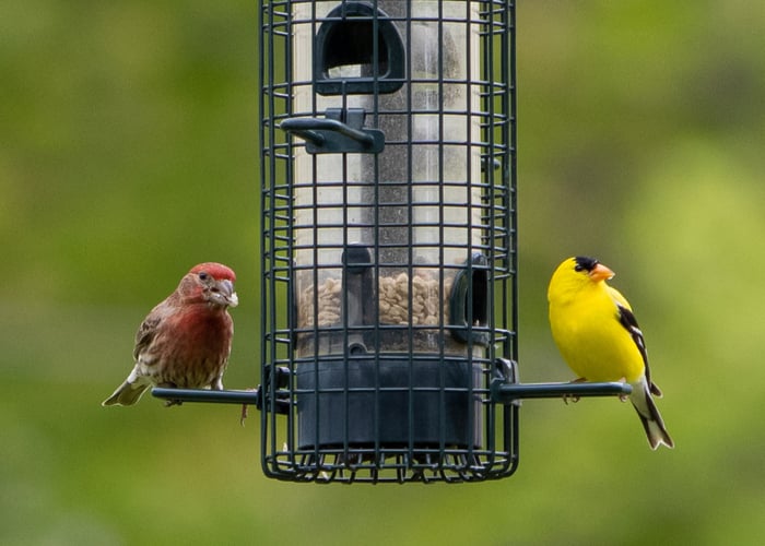 Facts About Finches 