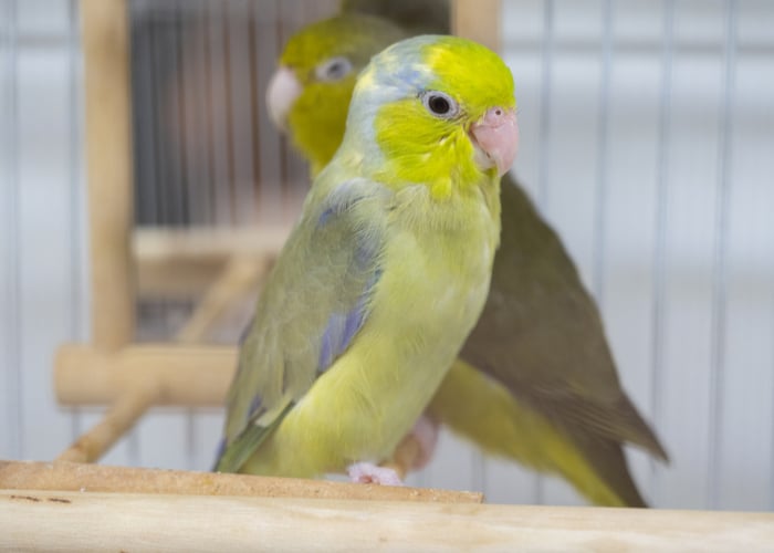 Parrotlets - smallest parrot