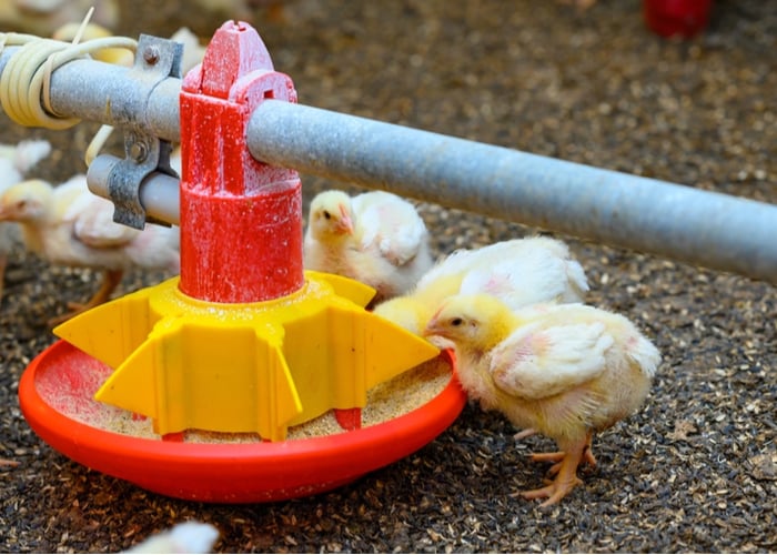 Why you need a baby chick feeder