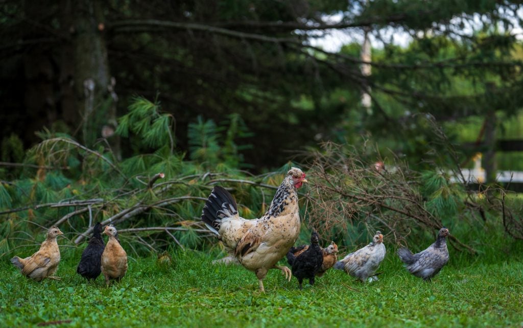 flock of icelandic chickens